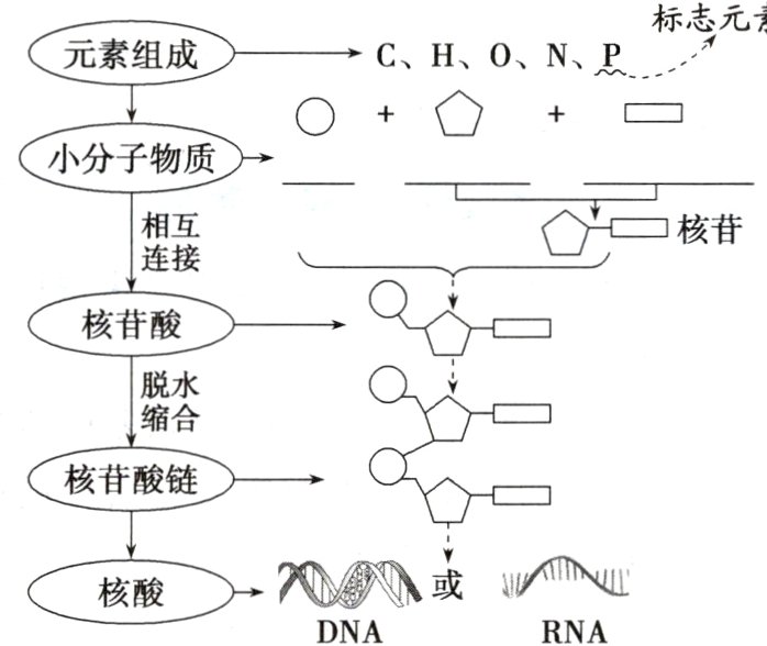 NNN或核酸DNARNA