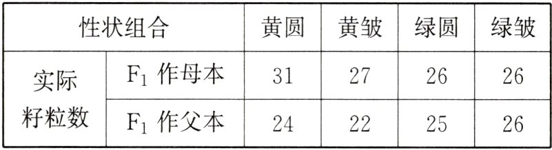 籽粒数F1作父本24222526