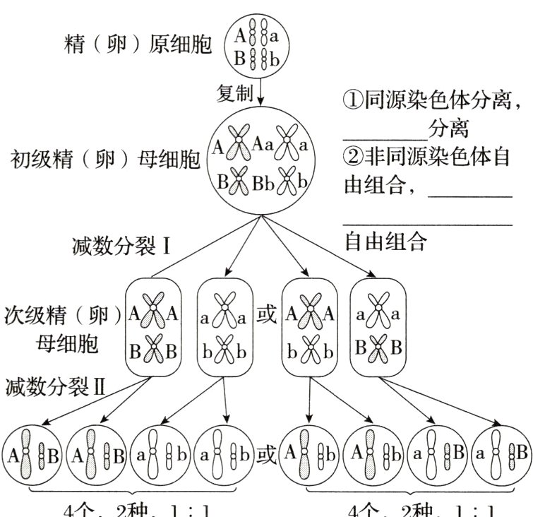4个2种114个2种11