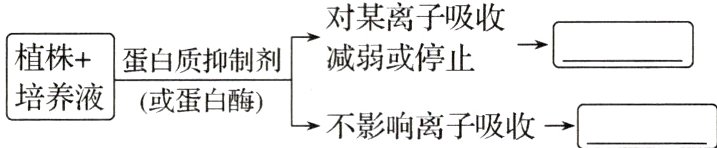 培养液或蛋白酶不影响离子吸收