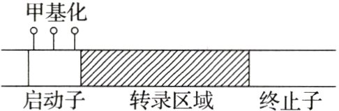 启动子转录区域终止子