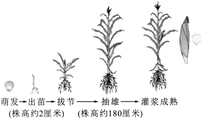 萌发→出苗→拔节−→抽雄−→灌浆成熟株高约2厘米株高约180厘米