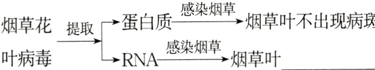 提取RNA感染烟草烟草叶叶病毒