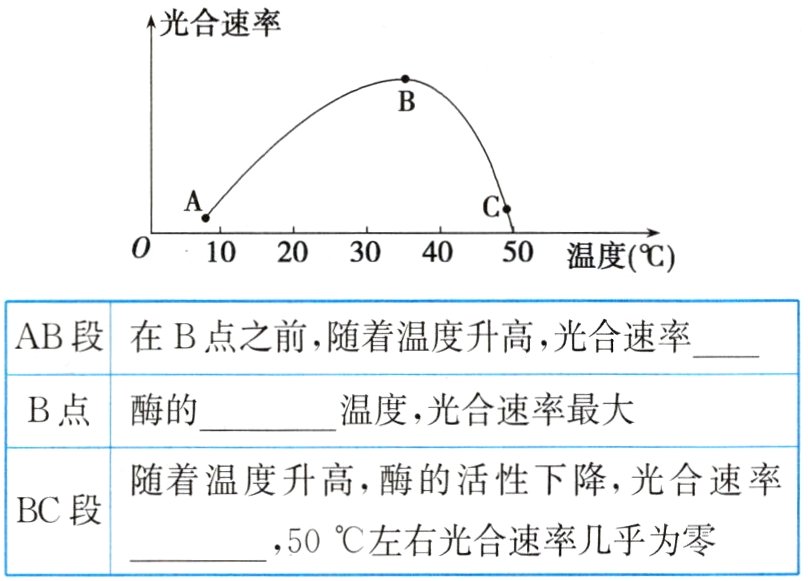 50左右光合速率几乎为零
