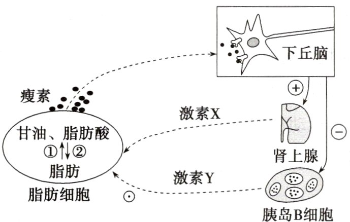 脂肪细胞胰岛B细胞