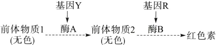 前体物质1酶A前体物质2酶B红色素无色无色