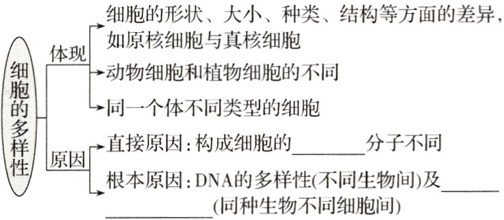 根本原因DNA的多样性不同生物间及同种生物不同细胞间