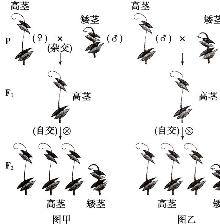 高茎高茎矮茎图甲图乙
