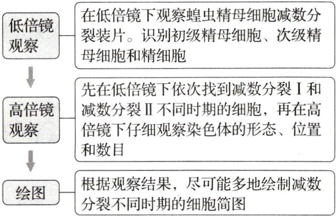 根据观察结果尽可能多地绘制减数绘图分裂不同时期的细胞简图