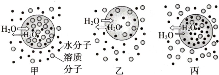 溶质o0丙分子