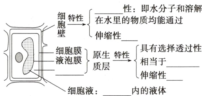 内的液体细胞液