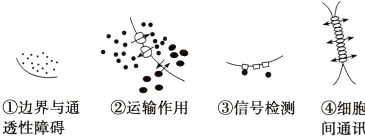 边界与通运输作用信号检测细胞透性障碍间通讯