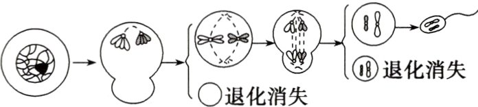 退化消失退化消失