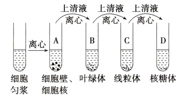细胞细胞壁叶绿体线粒体核糖体匀浆细胞核