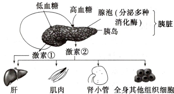 肌肉肾小管全身其他组织细胞