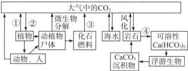 C积物动物人浮游生物