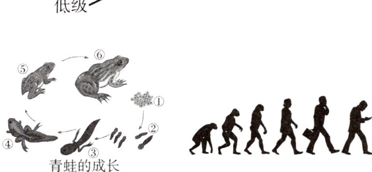 青蛙的成长
