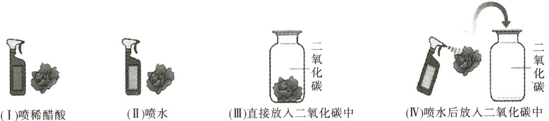 IV喷水后放人二氧化碳中IIII直接放人二氧化碳中III喷水I喷稀醋酸