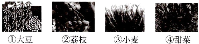 大豆荔枝小麦甜菜