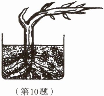 第10题