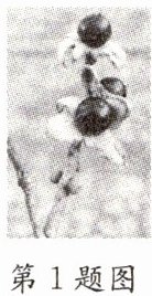 第1题图