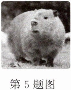 第5题图
