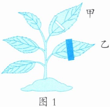 图1