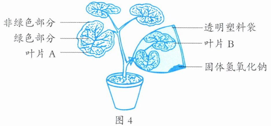 图4