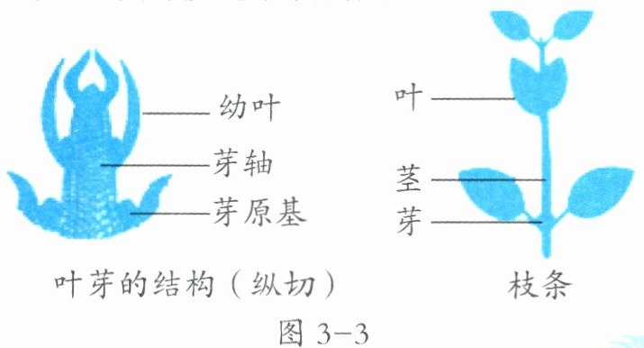 叶芽的结构纵切