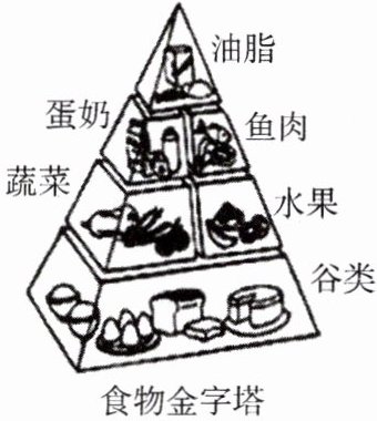 食物金字塔