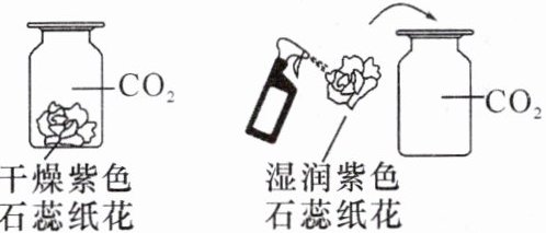 湿润紫色石蕊纸花