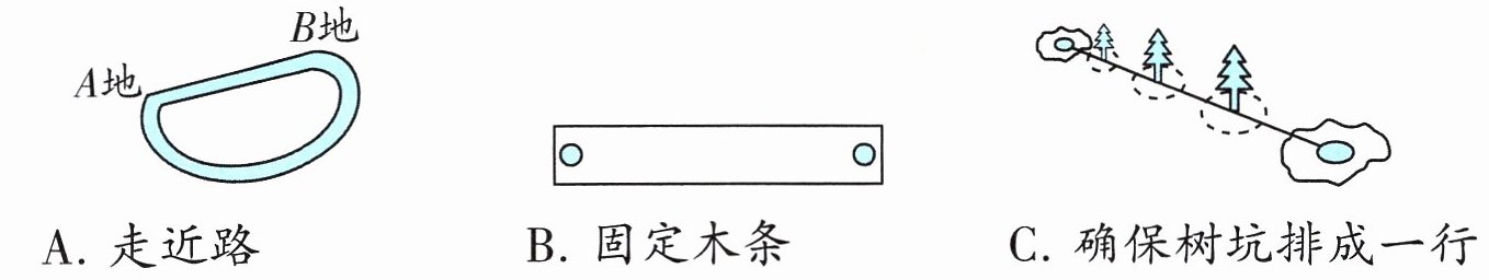 C确保树坑排成一行