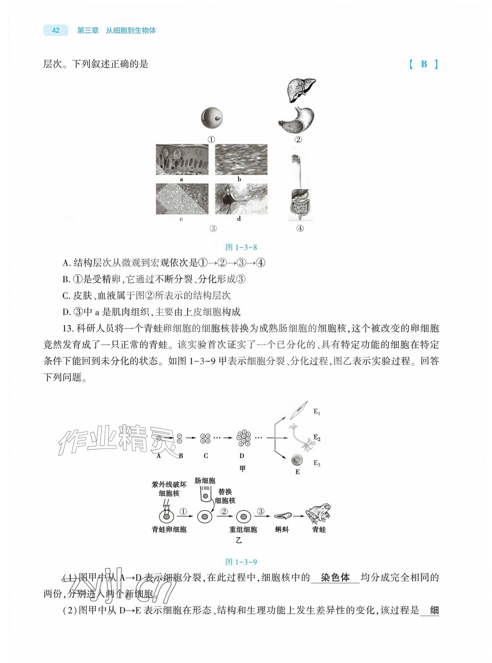 2026年基础训练大象出版社七年级生物上册人教版&nbsp;参考答案第42页