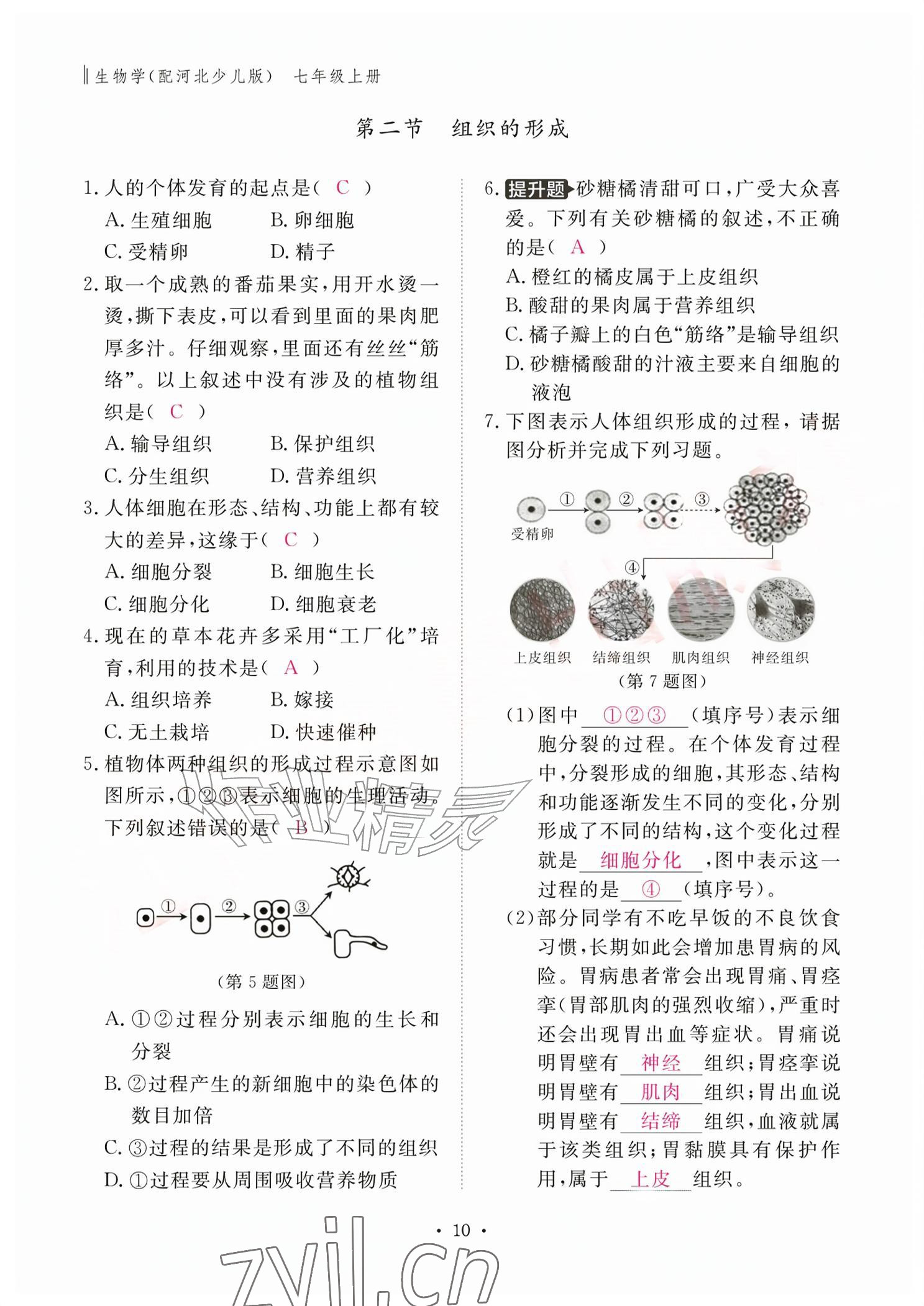 2026年作业本江西教育出版社七年级生物上册冀少版&nbsp;参考答案第10页