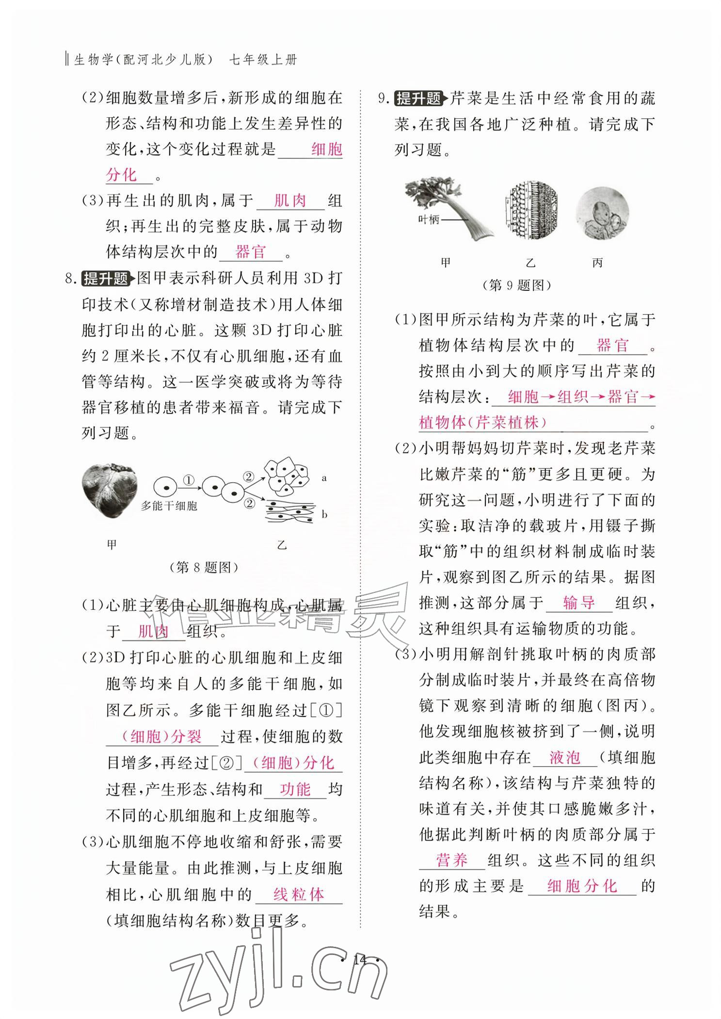 2026年作业本江西教育出版社七年级生物上册冀少版&nbsp;参考答案第14页