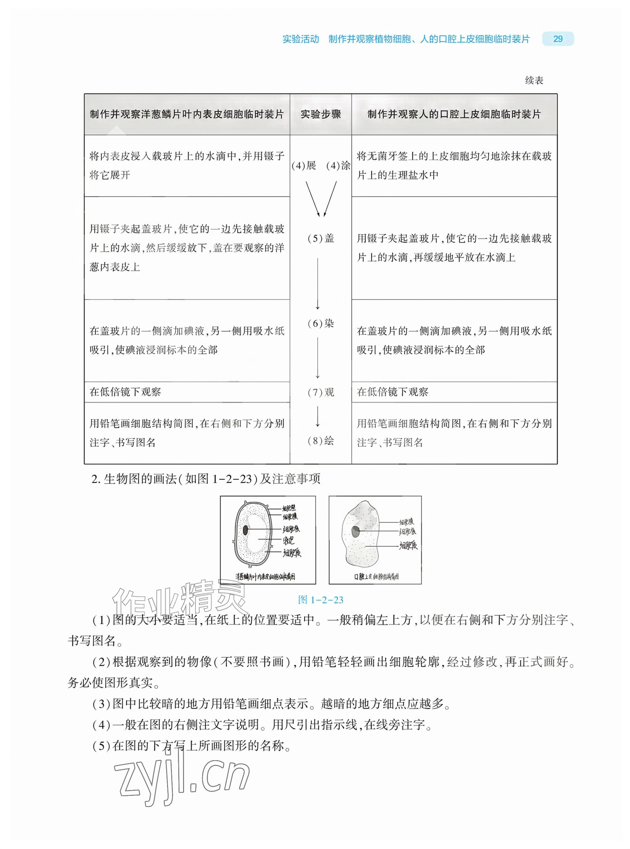2026年基础训练大象出版社七年级生物上册人教版&nbsp;参考答案第29页