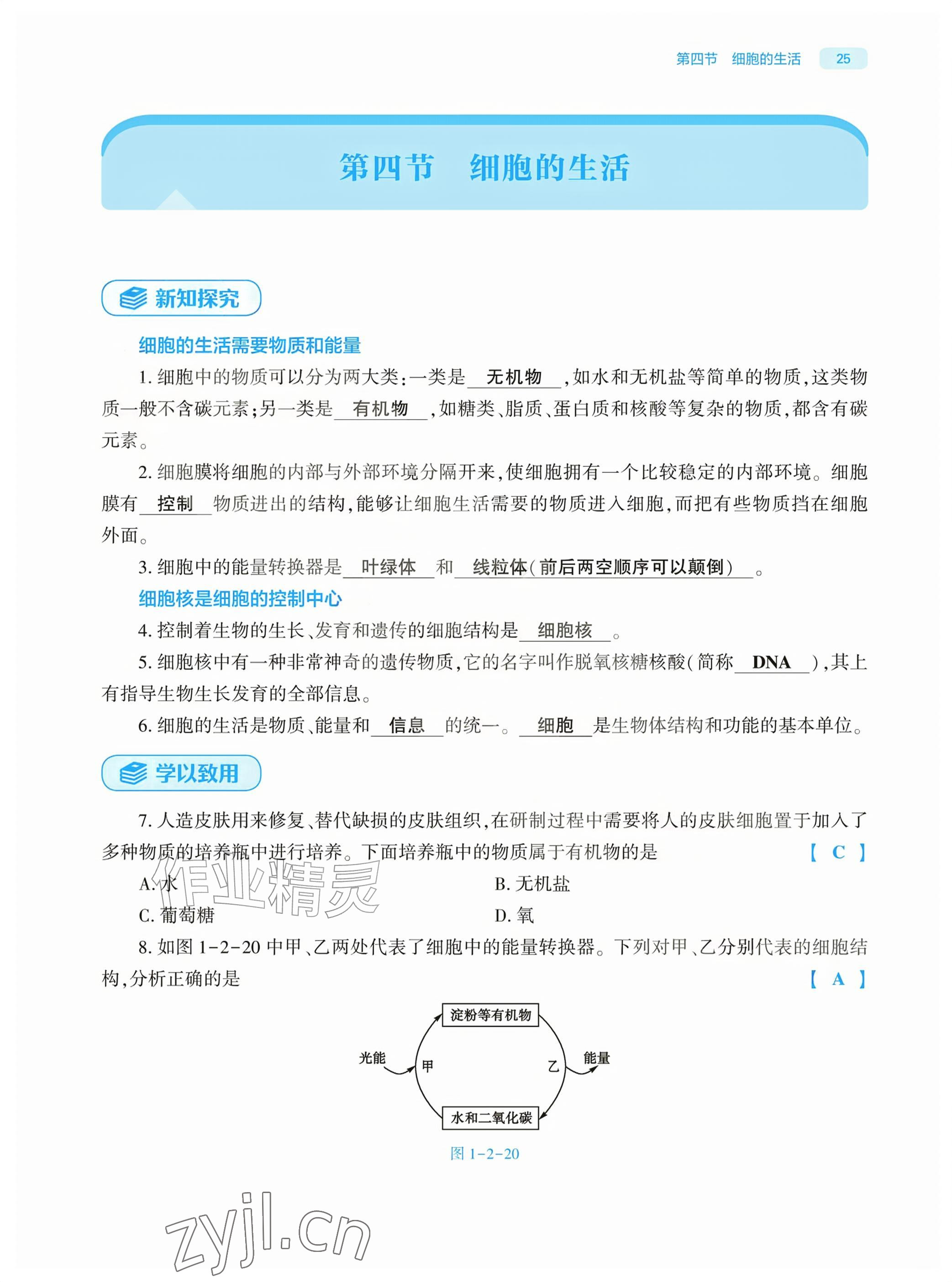 2026年基础训练大象出版社七年级生物上册人教版&nbsp;参考答案第25页