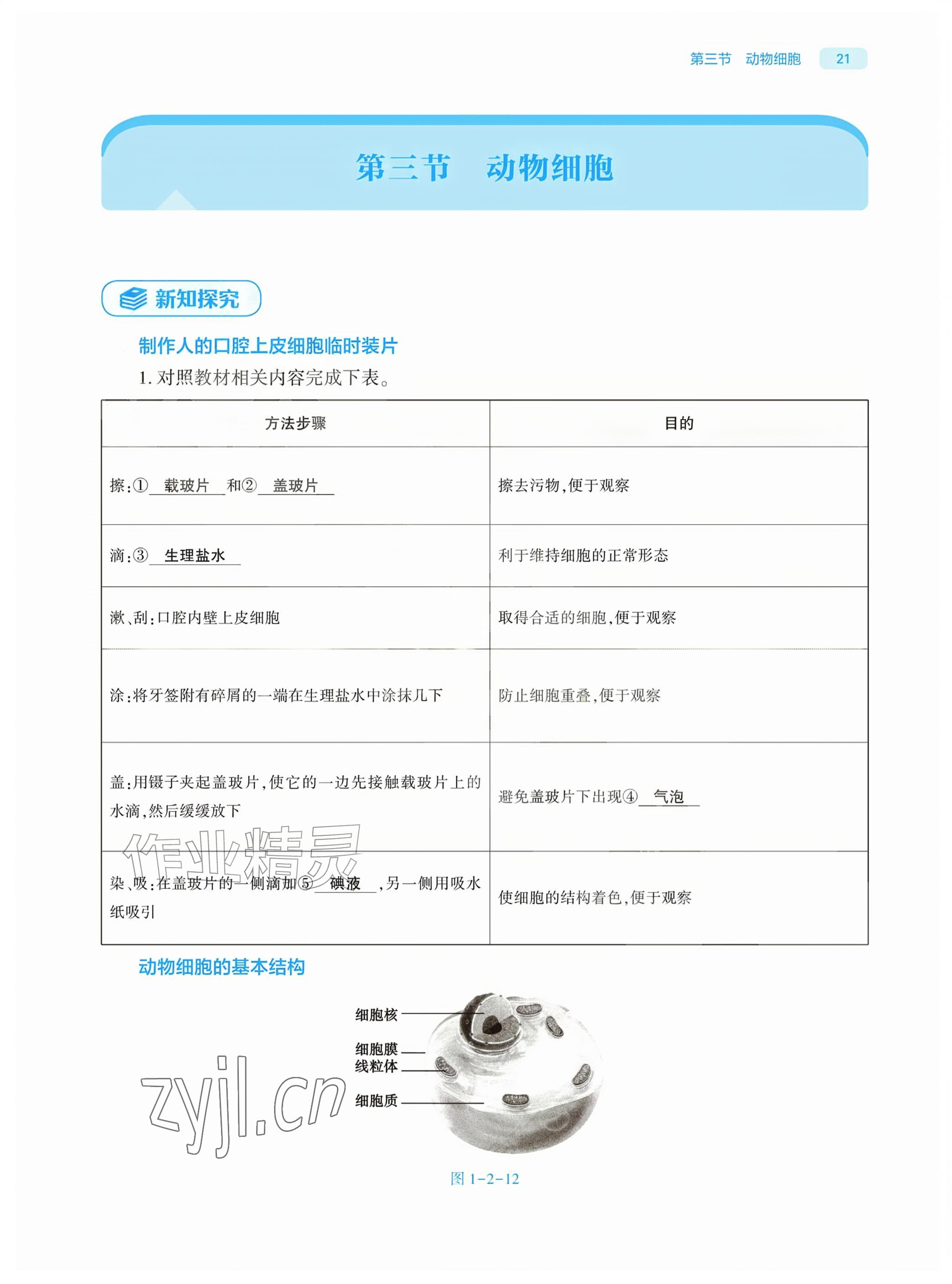 2026年基础训练大象出版社七年级生物上册人教版&nbsp;参考答案第21页