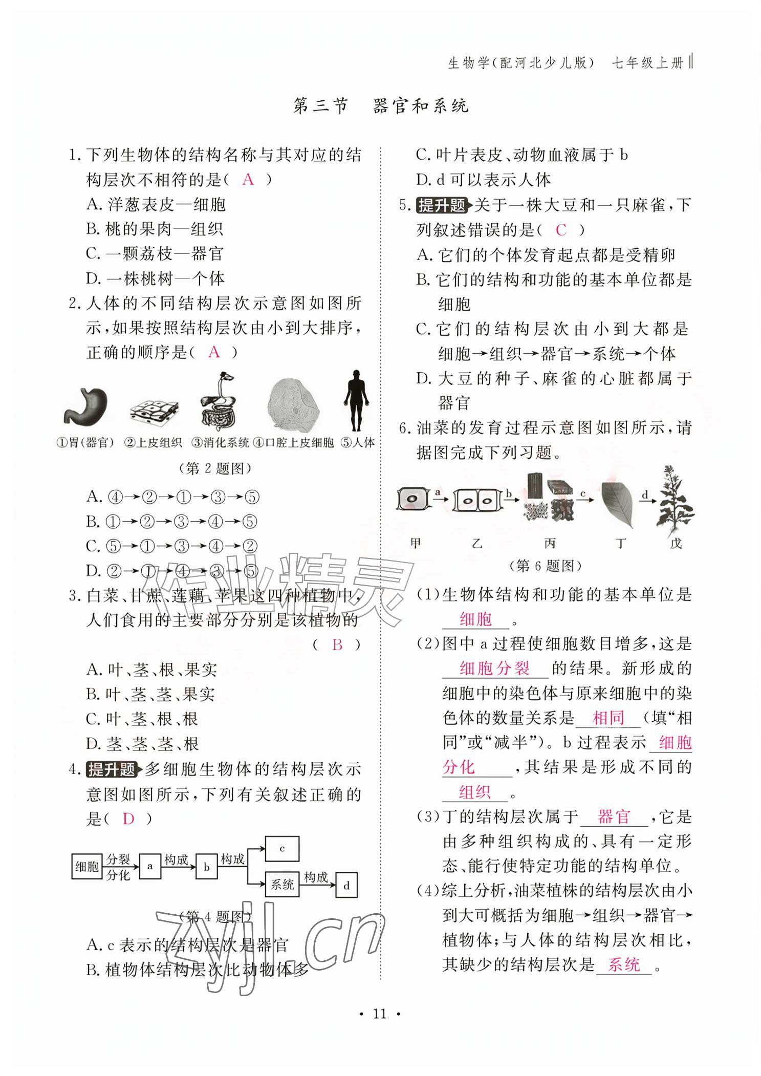 2026年作业本江西教育出版社七年级生物上册冀少版&nbsp;参考答案第11页
