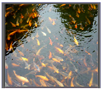 ��Ӣ�ҽ���