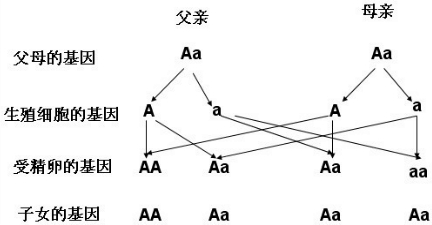 ��Ӣ�ҽ���