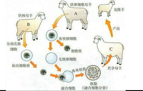 ��Ӣ�ҽ���