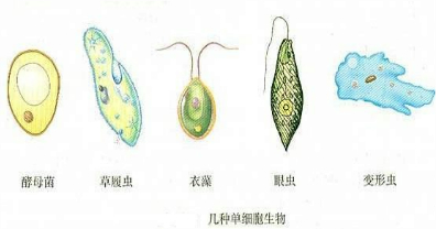 ��Ӣ�ҽ���