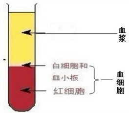 ��Ӣ�ҽ���