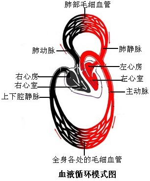 ��Ӣ�ҽ���