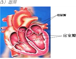 ��Ӣ�ҽ���