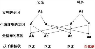 ��Ӣ�ҽ���