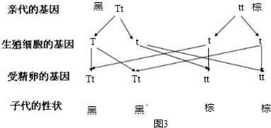 ��Ӣ�ҽ���