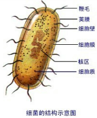 ��Ӣ�ҽ���