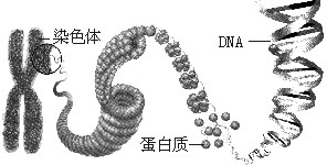 ��Ӣ�ҽ���